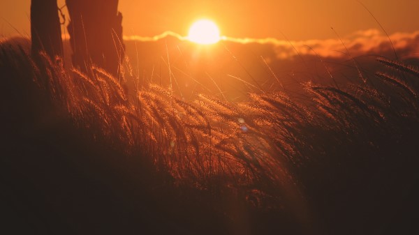Ears Of Corn Light Sunset Wallpaper