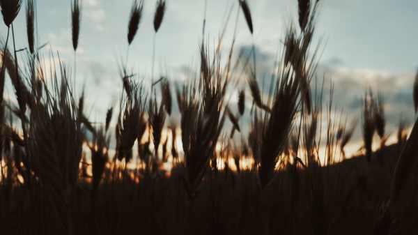 Ears Plants Sky Evening Wallpaper
