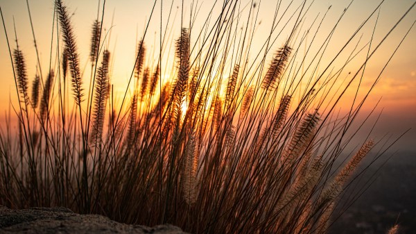Ears Sun Sand Wallpaper