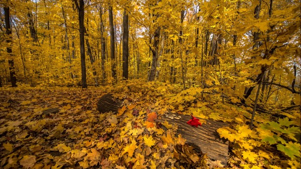 Earth Fall Autumn Ultra Hd Wallpaper Wallpaper