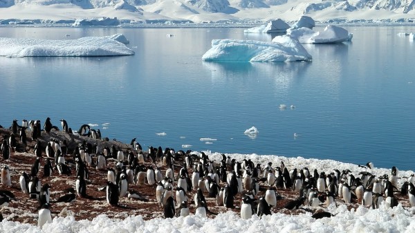 Enguins Sea Glaciers Pack North Spring Wallpaper