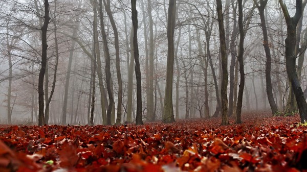 Fall Foliage Forest Mist Wallpaper