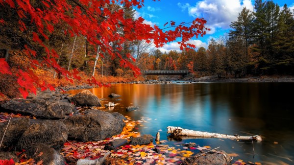Fall Foliage Wallpaper