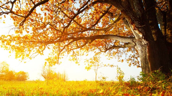 Fall Grass Leaves Wallpaper