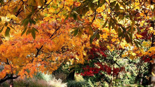 Fall Trees Leaves Nature Wallpaper