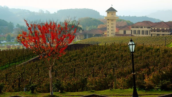 Farm Winery Wood Vineyard Wallpaper