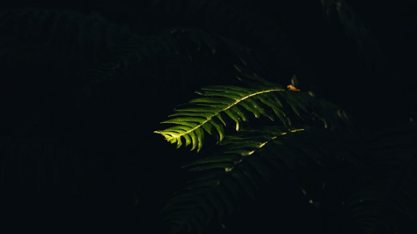 Fern Branch Plant Wallpaper