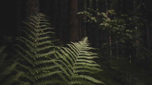 Fern Branches Trees Wallpaper