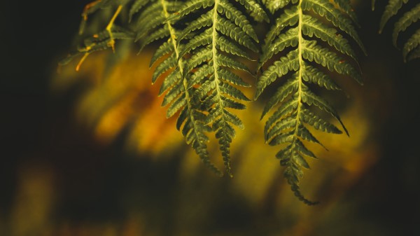 Fern Bush Plant Wallpaper