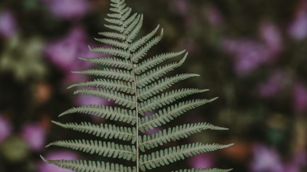 Fern Leaf Green Wallpaper