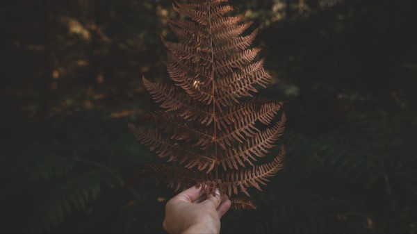 Fern Leaf Hand Wallpaper