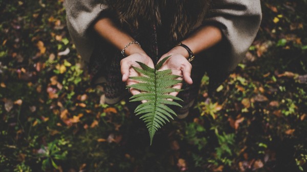 Fern Leaf Hands Palms Autumn Wallpaper