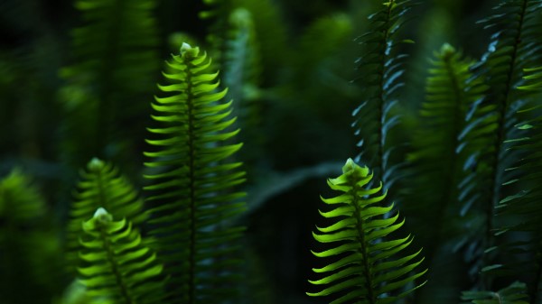 Fern Leaves Branches Image Wallpaper