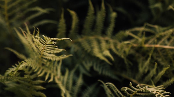 Fern Leaves Green Wallpaper