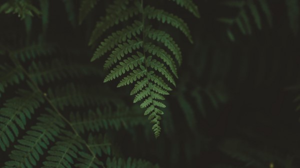 Fern Leaves Macro Wallpaper