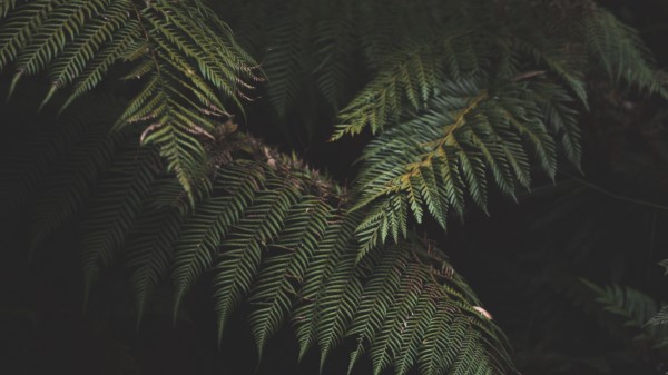 Fern Leaves Plant Image Wallpaper