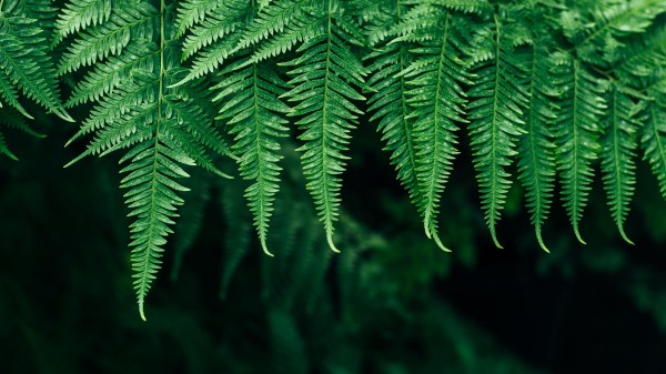 Fern Leaves Plant Pic Wallpaper