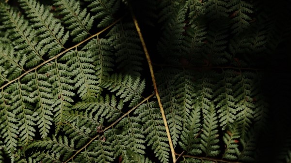 Fern Leaves Plant Picture Wallpaper
