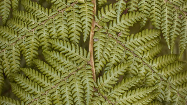 Fern Leaves Plant Wallpaper