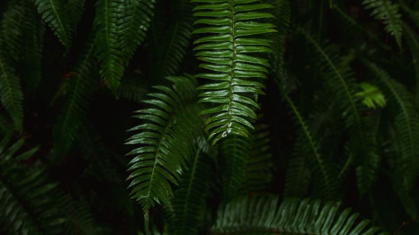 Fern Plant Green Wallpaper