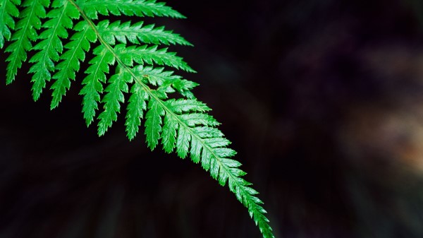Fern Plant Leaf Wallpaper