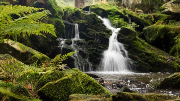 Fern Rocks Moss Wallpaper