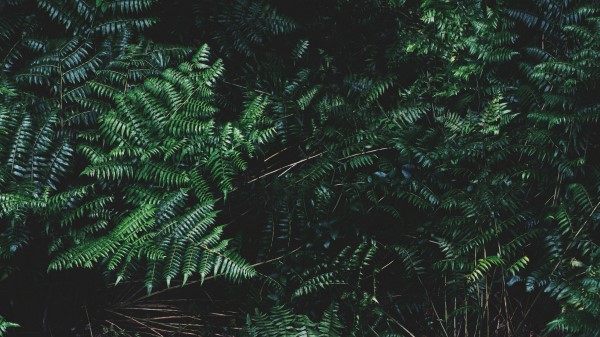 Ferns Leaves Plant Wallpaper