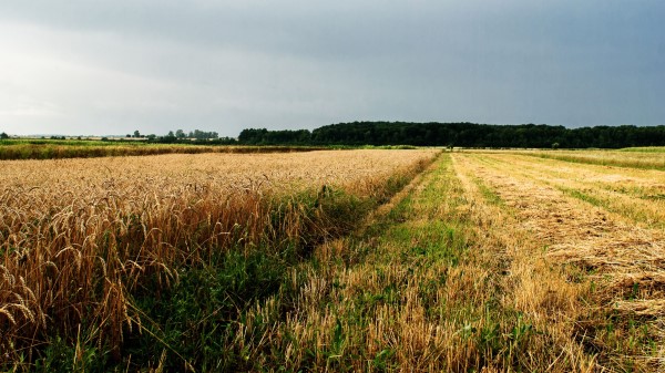 Field Agriculture Ukrain Wallpaper