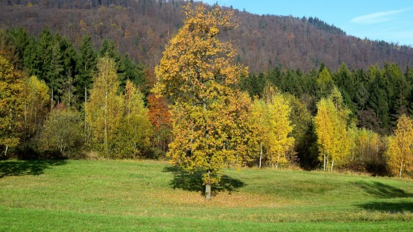 Field Autumn Grass Trees Wallpaper