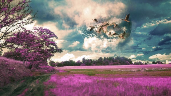 Field Birds Photoshop Wallpaper
