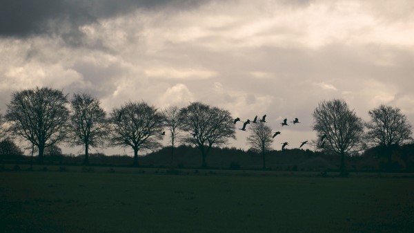 Field Birds Trees Wallpaper