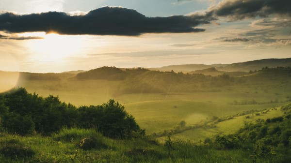 Field Bushes Rays Wallpaper