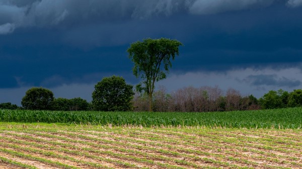 Field Clouds Trees Wallpaper