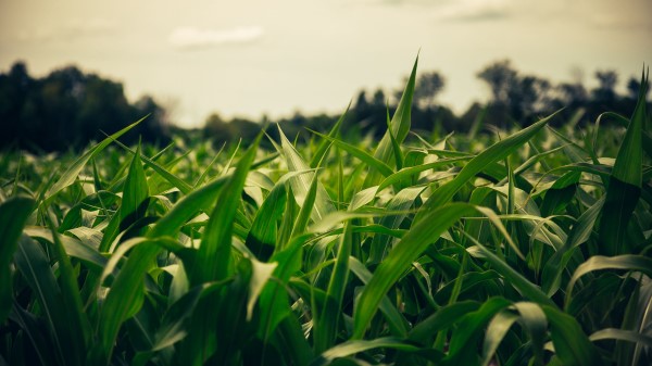 Field Corn Summer Wallpaper
