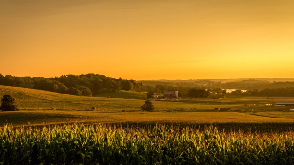 Field Corn Vast Wallpaper