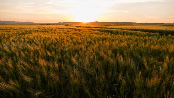 Field Ears Of Corn Sunset Wallpaper