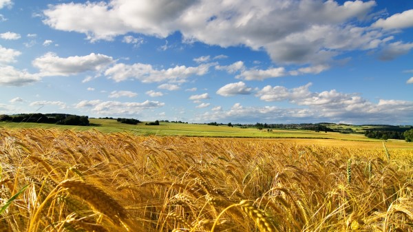 Field Ears Wheat Sky Summer Cereals Wallpaper Wallpaper