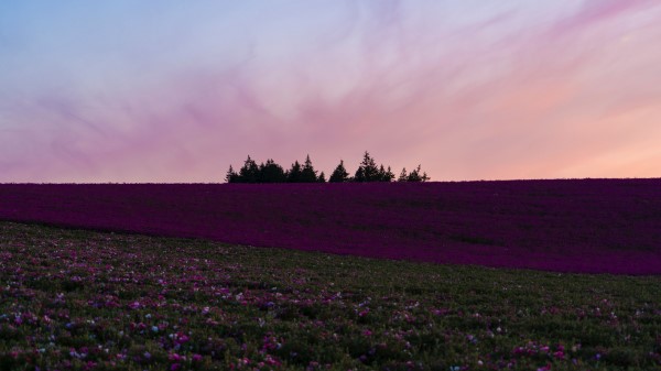 Field Flowers Bloom Wallpaper