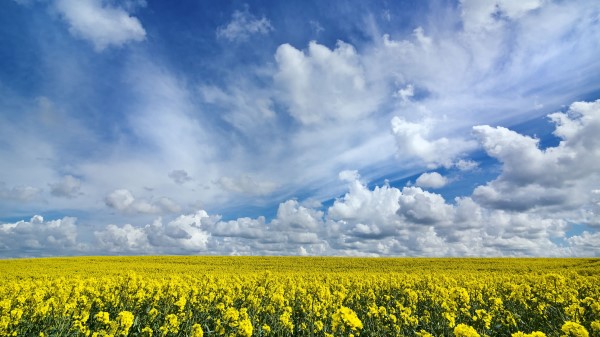 Field Flowers Horizon Wallpaper