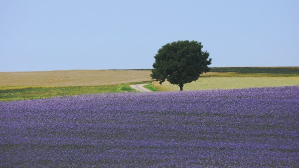 Field Flowers Tree Carpet Lila Wallpaper