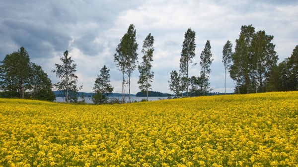 Field Flowers Trees Wallpaper