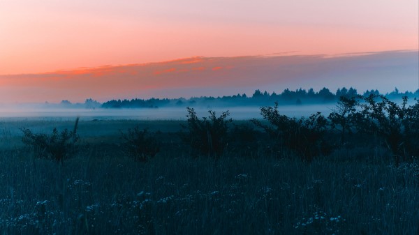 Field Fog Dawn Wallpaper