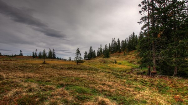 Field Forest Nature Wallpaper