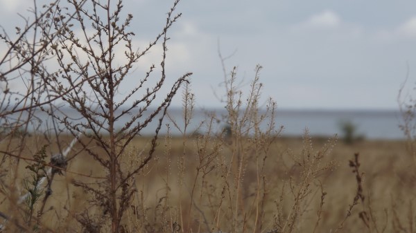 Field Grass Bush Dry Witherin Wallpaper