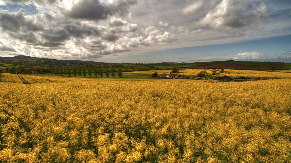 Field Grass Flowers Sky Wallpaper
