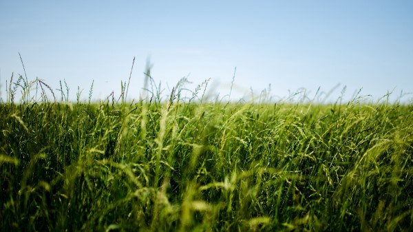 Field Grass Green wallpaper
