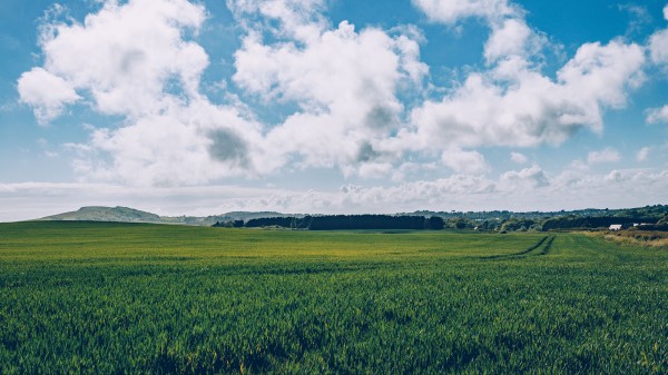 Field Grass Horizon Wallpaper