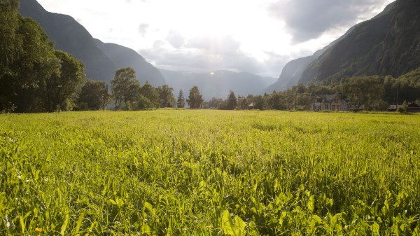 Field Grass Mountains Wallpaper