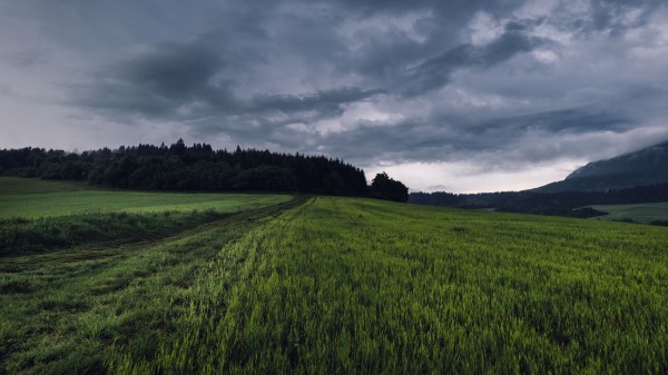 Field Grass Path Wallpaper