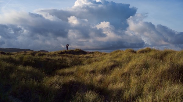 Field Grass Silhouette Wallpaper